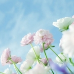 静若繁花
